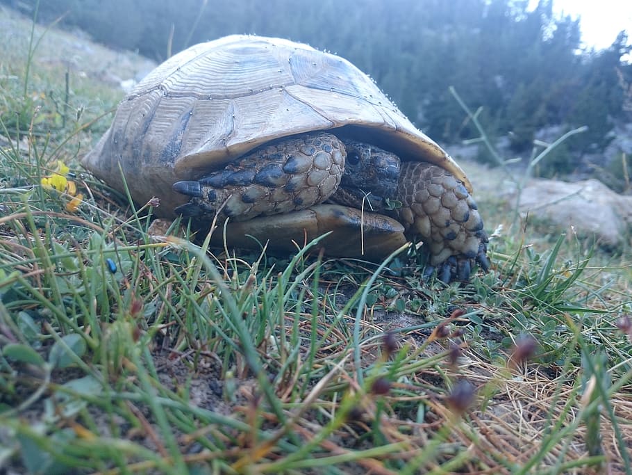 tortoise, mountain, tree, grass, sky, mountains, green, spring HD wallpaper