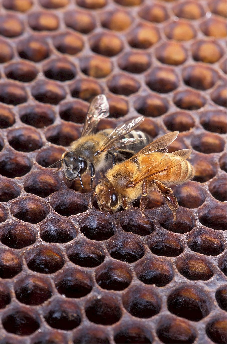 two brown-and-black honey bees, honeybee, african, european, honeycomb