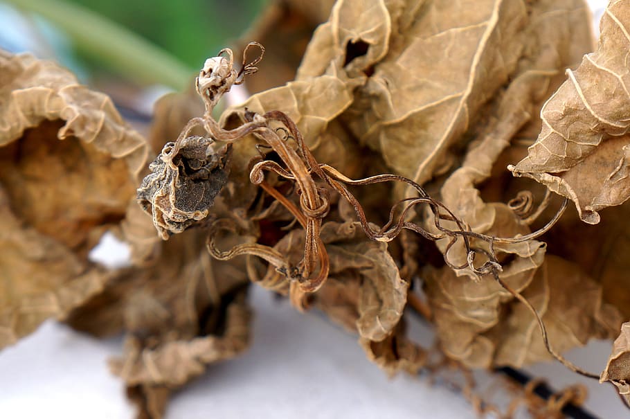 dry leaves, blight, background, plant part, leaf, close-up HD wallpaper