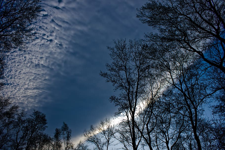 Tree, Branch, Reverse, Light, Leaves, Sky, reverse light, nature HD wallpaper