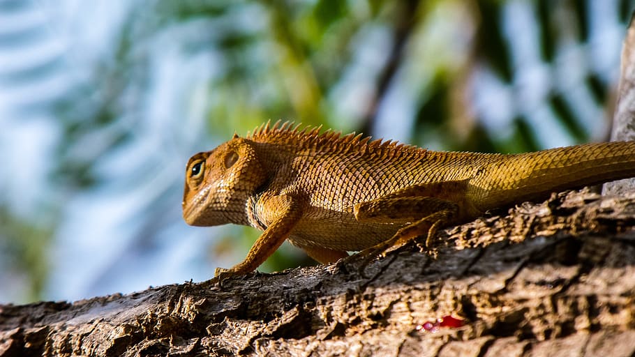 Lizard, Reptile, animals in the wild, animal wildlife, one animal HD wallpaper