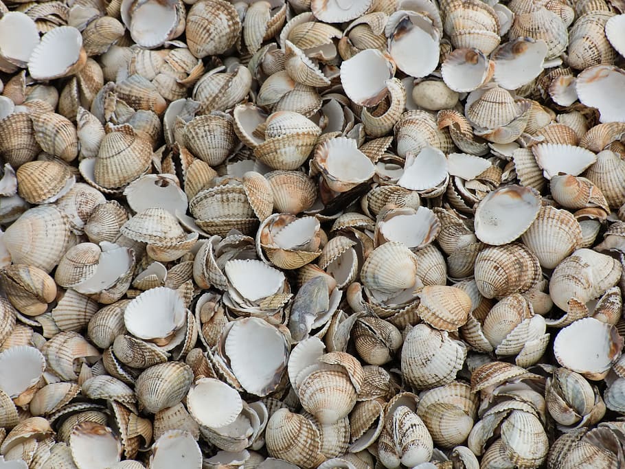 Shells, Beach, Nature, Shellfish, Sea, molluscs, pattern, large group of objects HD wallpaper