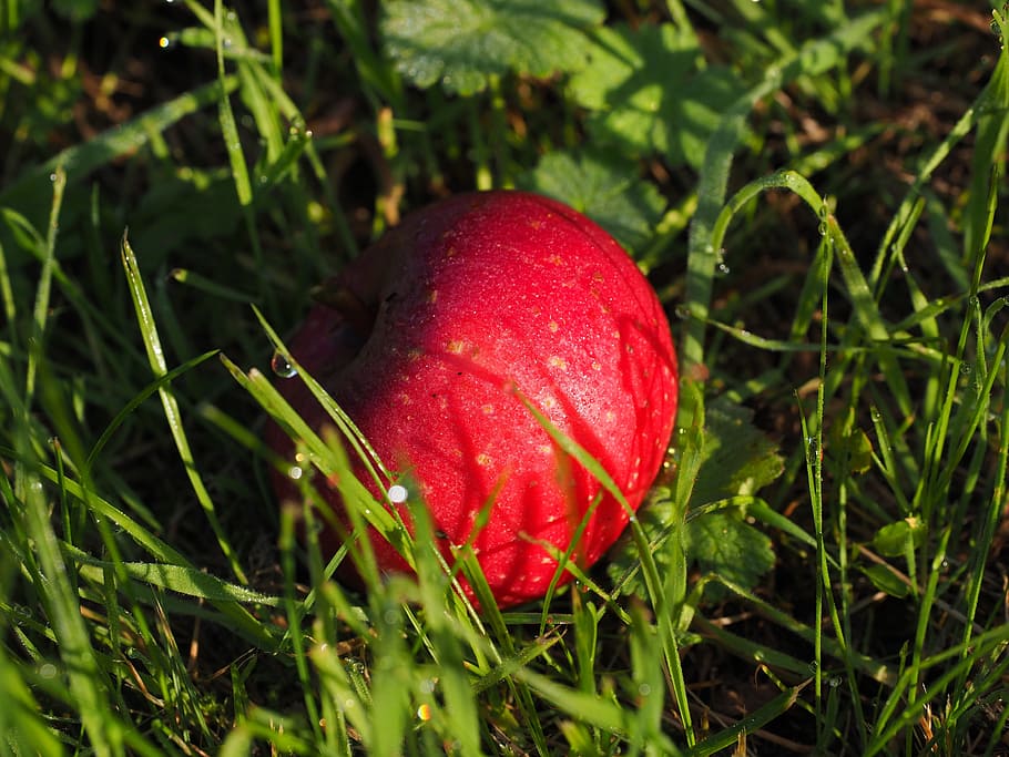 Apple, Red, Fruit, Healthy, Vitamins, green color, healthy eating HD wallpaper