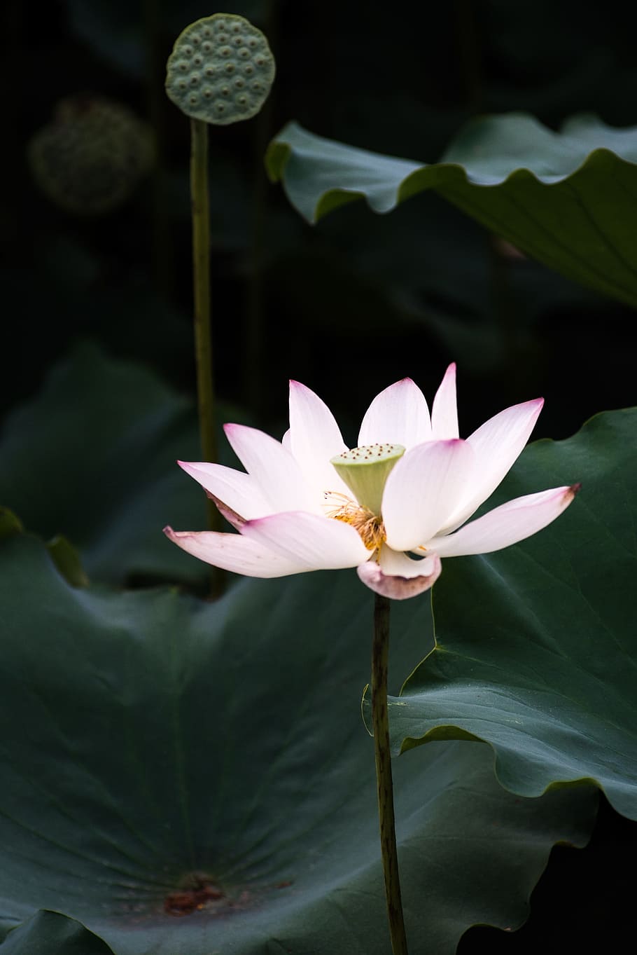 Lotus, Canton, summer, flower, pond, water lily, floating on water HD wallpaper