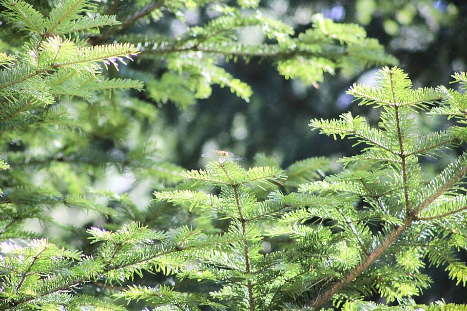 pine, iglak, pine cone, tree, twigs, branch, forest, nature HD wallpaper