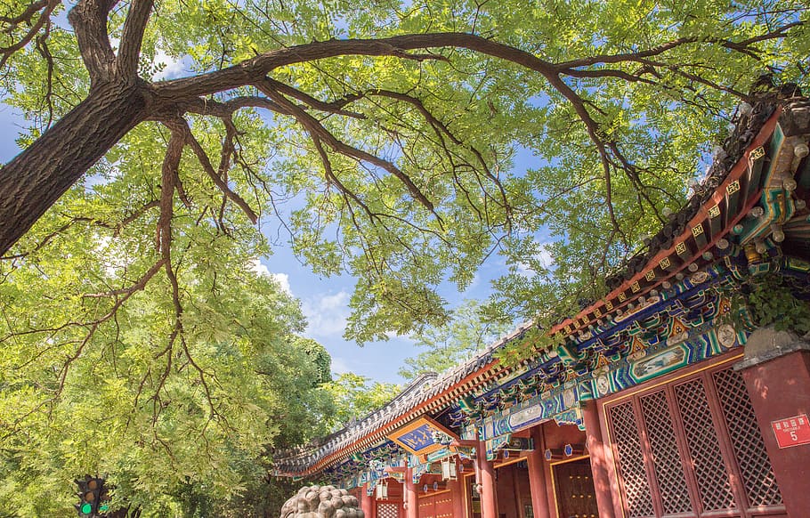 north, door, ancient architecture, tree, plant, built structure HD wallpaper