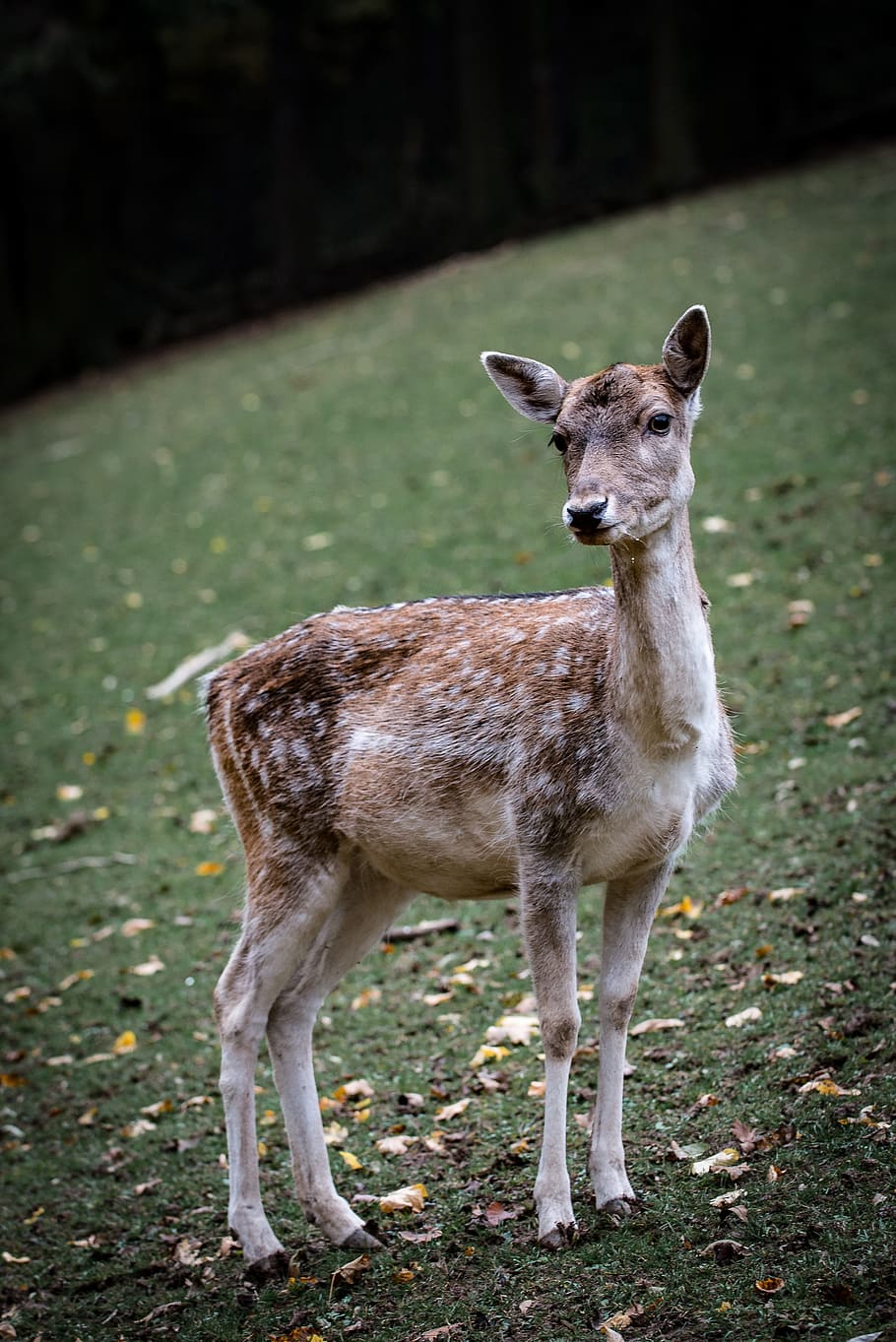 brown goat on grass, nature, roe deer, forest, fallow deer HD wallpaper
