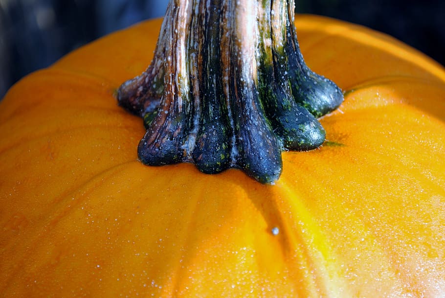 Pumpkin, Orange, Stem, pumpkin stem, vegetables, thanksgiving HD wallpaper