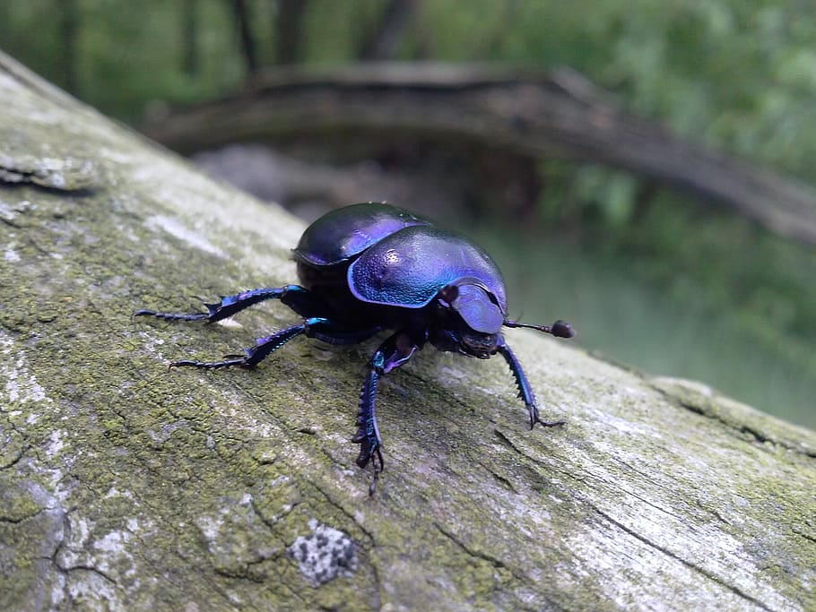 black dung beetle, insect, nature, worm, animals in the wild HD wallpaper