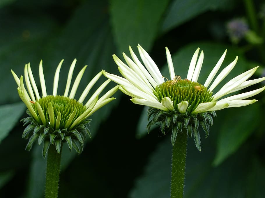 flowers, greenery, summer, park, growth, plant, green color HD wallpaper