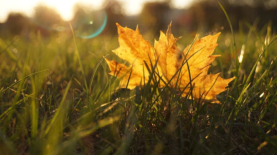 Leaf, Nature, Foliage, Plant, Colors, orange, grass, flash lenses HD wallpaper