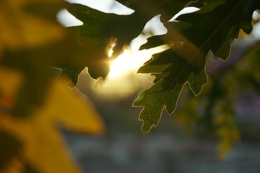 sun rays through green leaves, closeup photo of green leaf, sunlight HD wallpaper