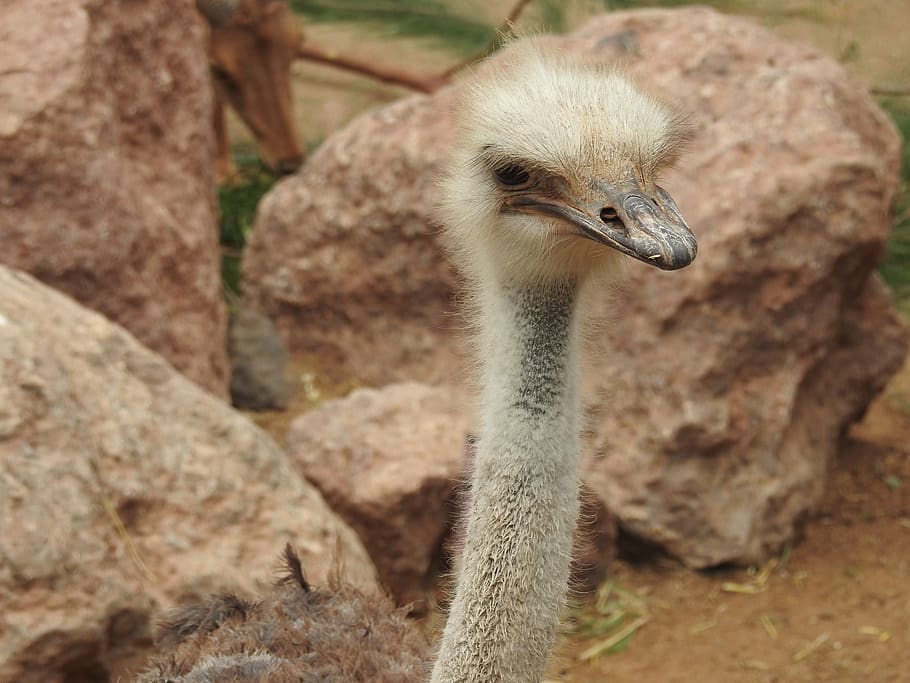 ostrich, zoo, stone, oasis park, fuerteventura, canary islands, HD wallpaper