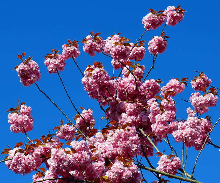 cherry blossom, tree, spring, flowers, flowering trees, nature HD wallpaper