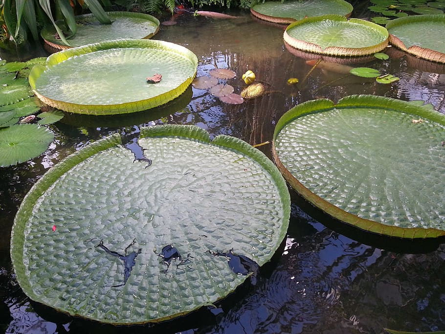 water lily, giant water lily, pond, pond plant, garden, tropical