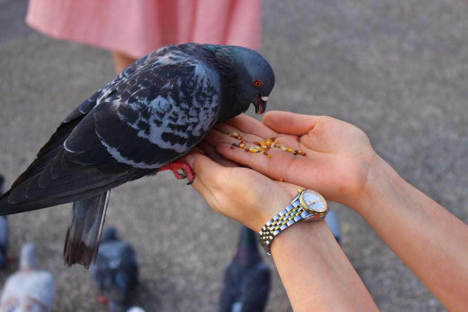 person holding white and black bird, Hands, Palms, Care, Open, HD wallpaper