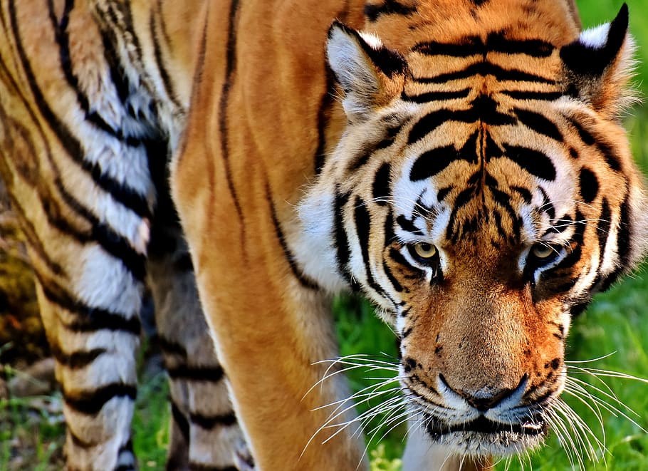 tiger standing on grass closeup photo, Predator, Fur, Beautiful HD wallpaper
