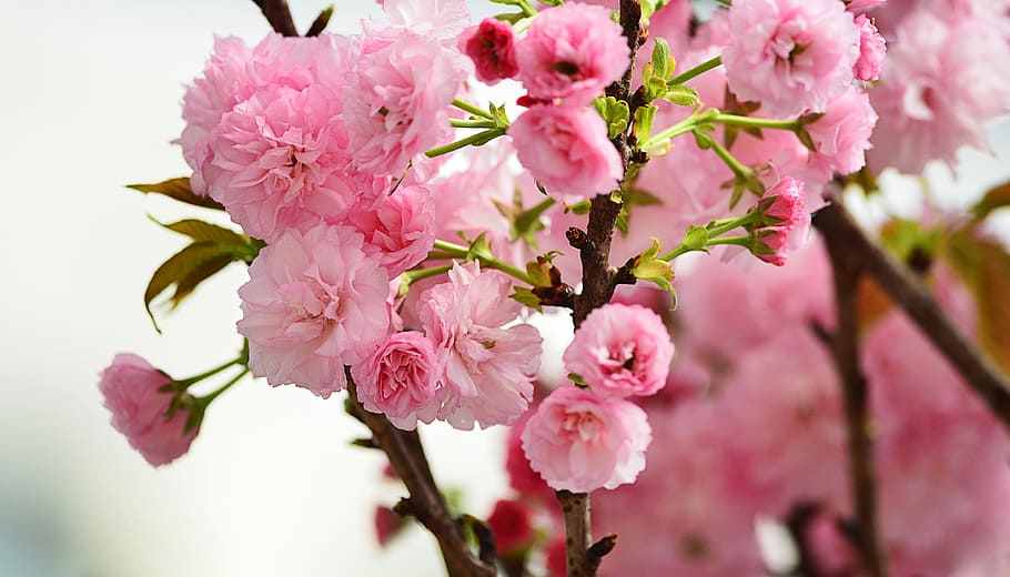 close up photograph of pink flowers, travel, pattern, cherry blossoms HD wallpaper