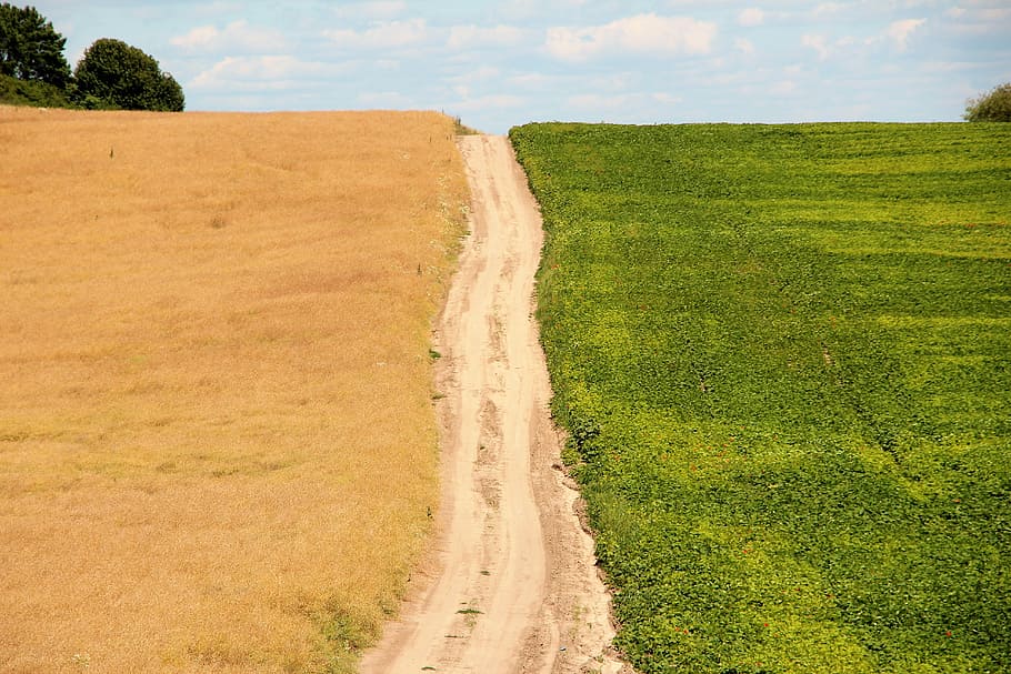 green grass field under blue skies, pathway beside grass field HD wallpaper