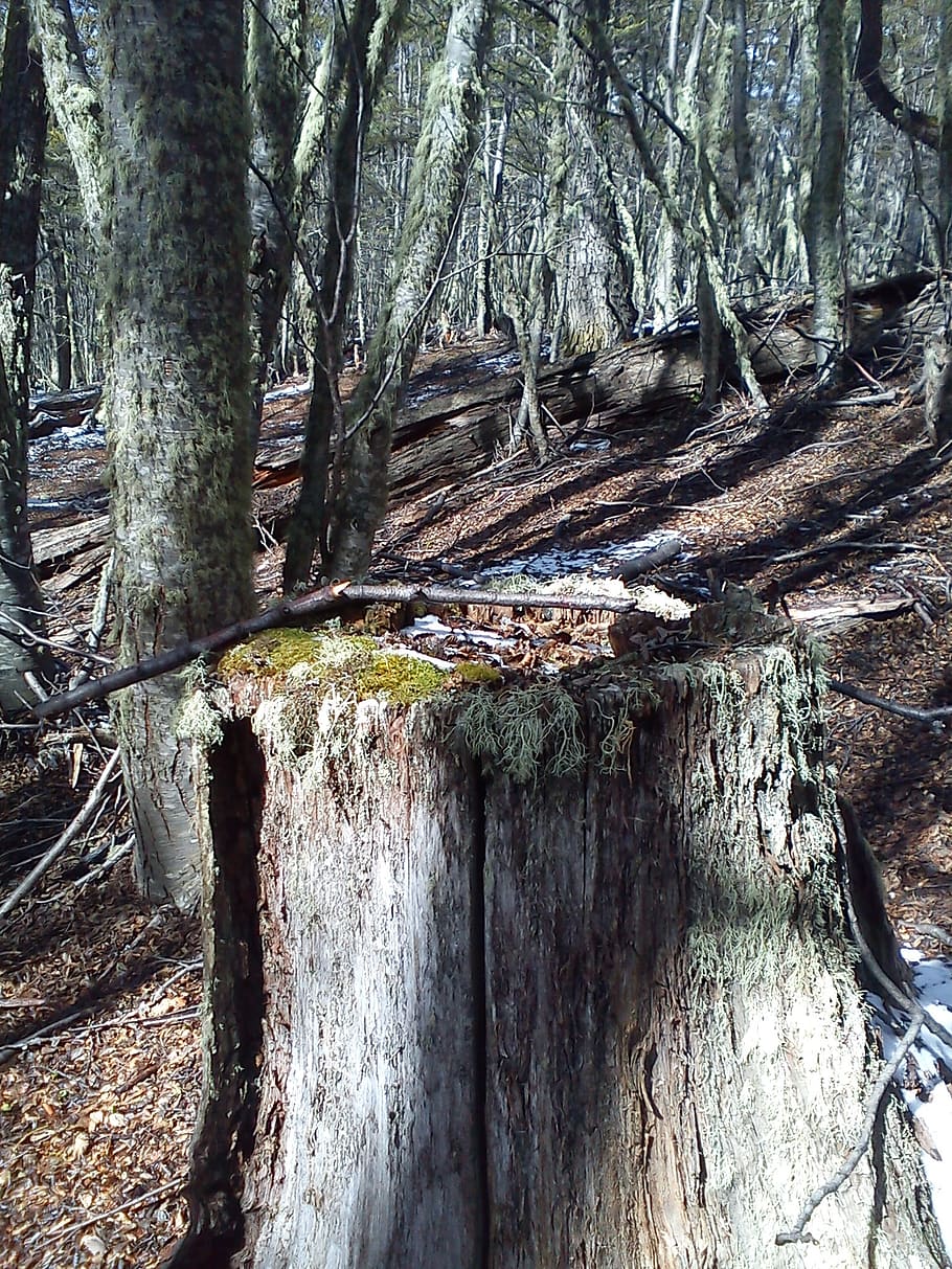 trees, fallen, mountain, winter, snow, plant, tree trunk, forest HD wallpaper