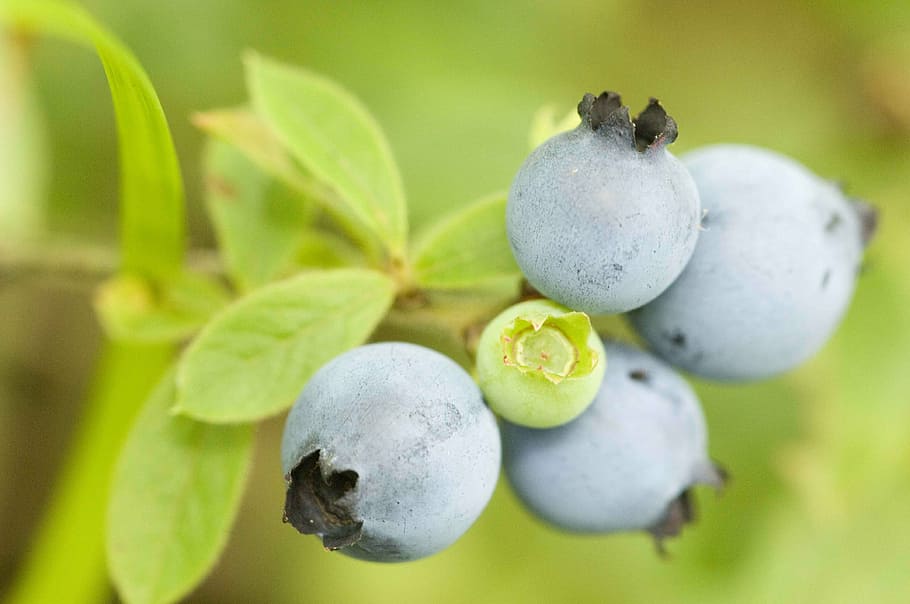wild, ripened, cluster, fruit, blueberries, fruits, plants HD wallpaper