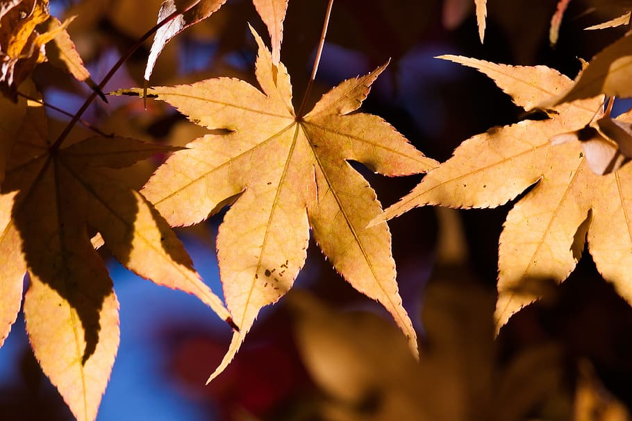 maple, autumn, leaf, yellow, orange, leaves, coloring, bright HD wallpaper