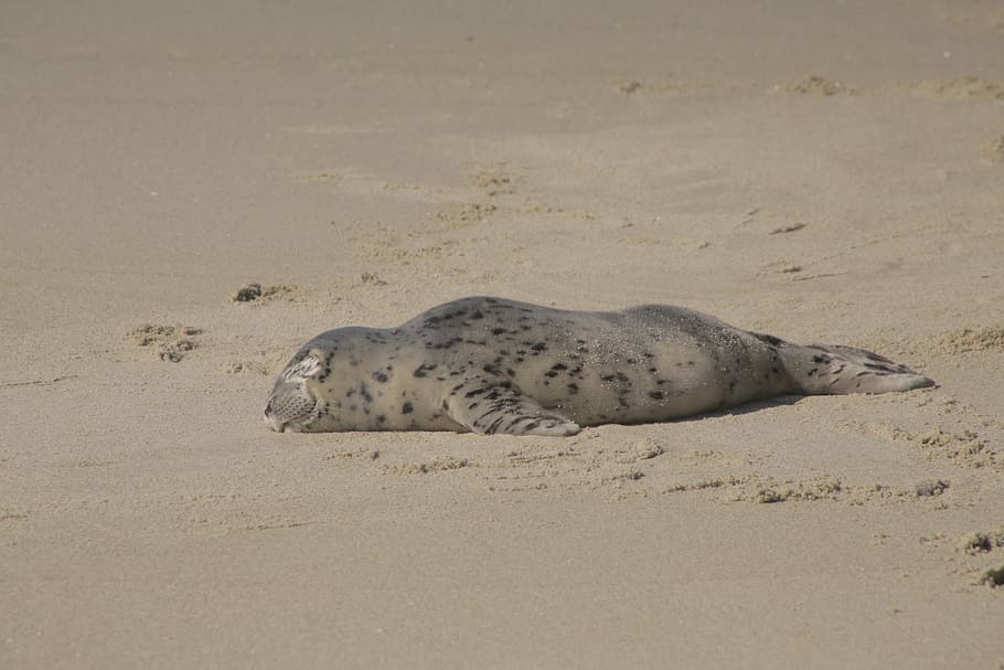 gray seal lying on gray sand, sleeping, wild animal, beach, land, HD wallpaper