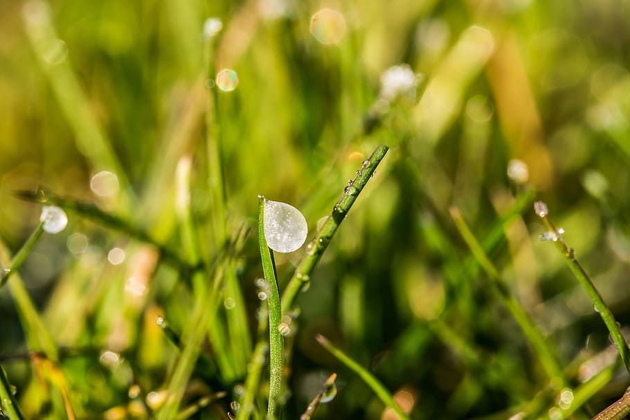 Frozen, Dew, Drops, Dewdrop, Drip, Ice, frozen dew drops, cold HD wallpaper