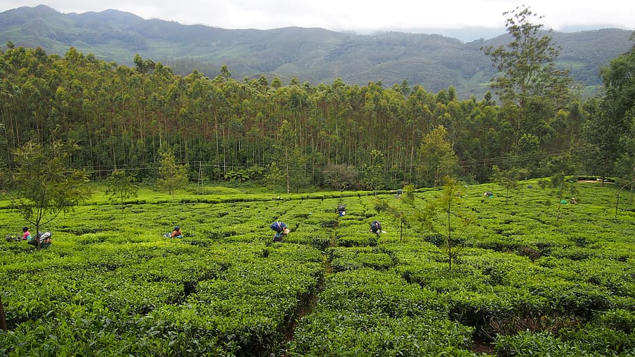 Tea Plantation, India, Munnar, green, agriculture, kerala, harvest