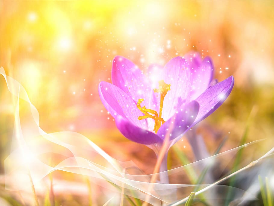 purple petaled flower, crocus, spring, nature, plant, summer HD wallpaper