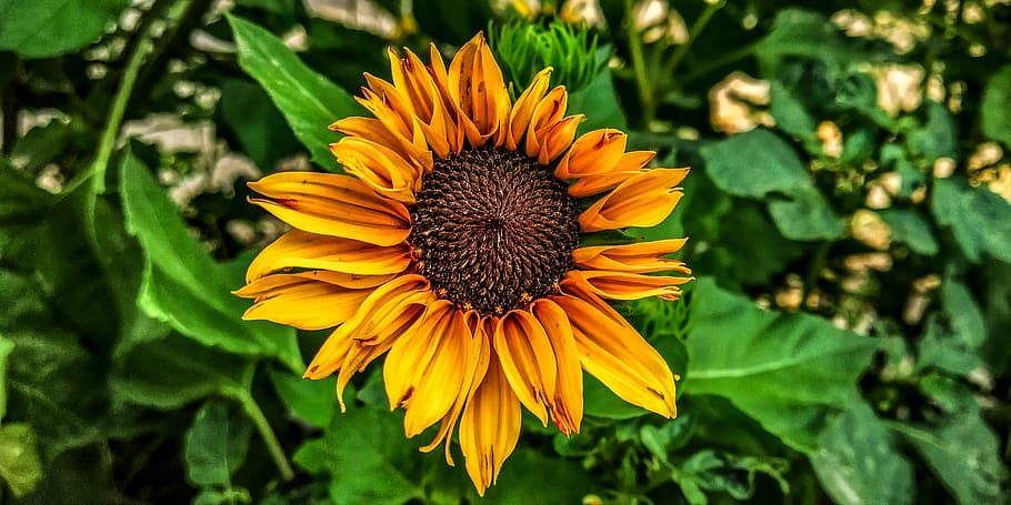 sunflower, leafs, leave, yellow, plant, nature, agriculture HD wallpaper
