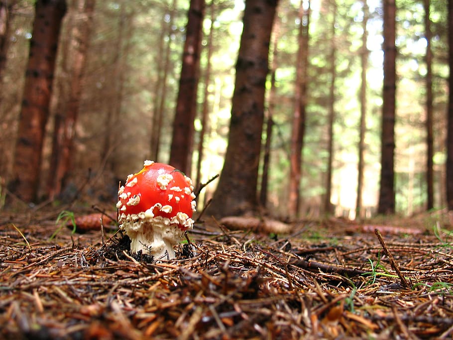 selective focus photography of red mushroom on forest floor HD wallpaper