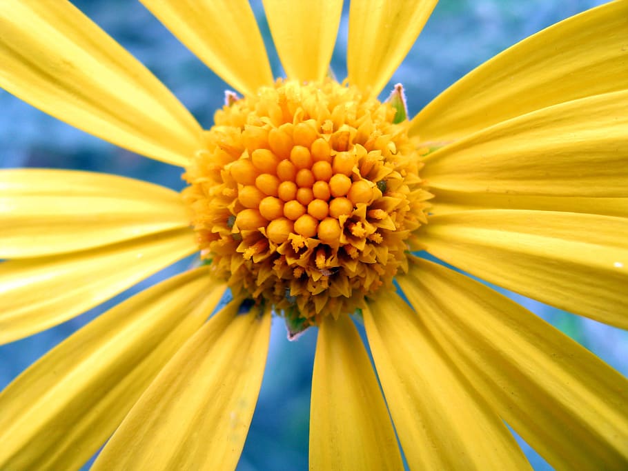 flower, daisy, yellow, flowering plant, freshness, flower head HD wallpaper