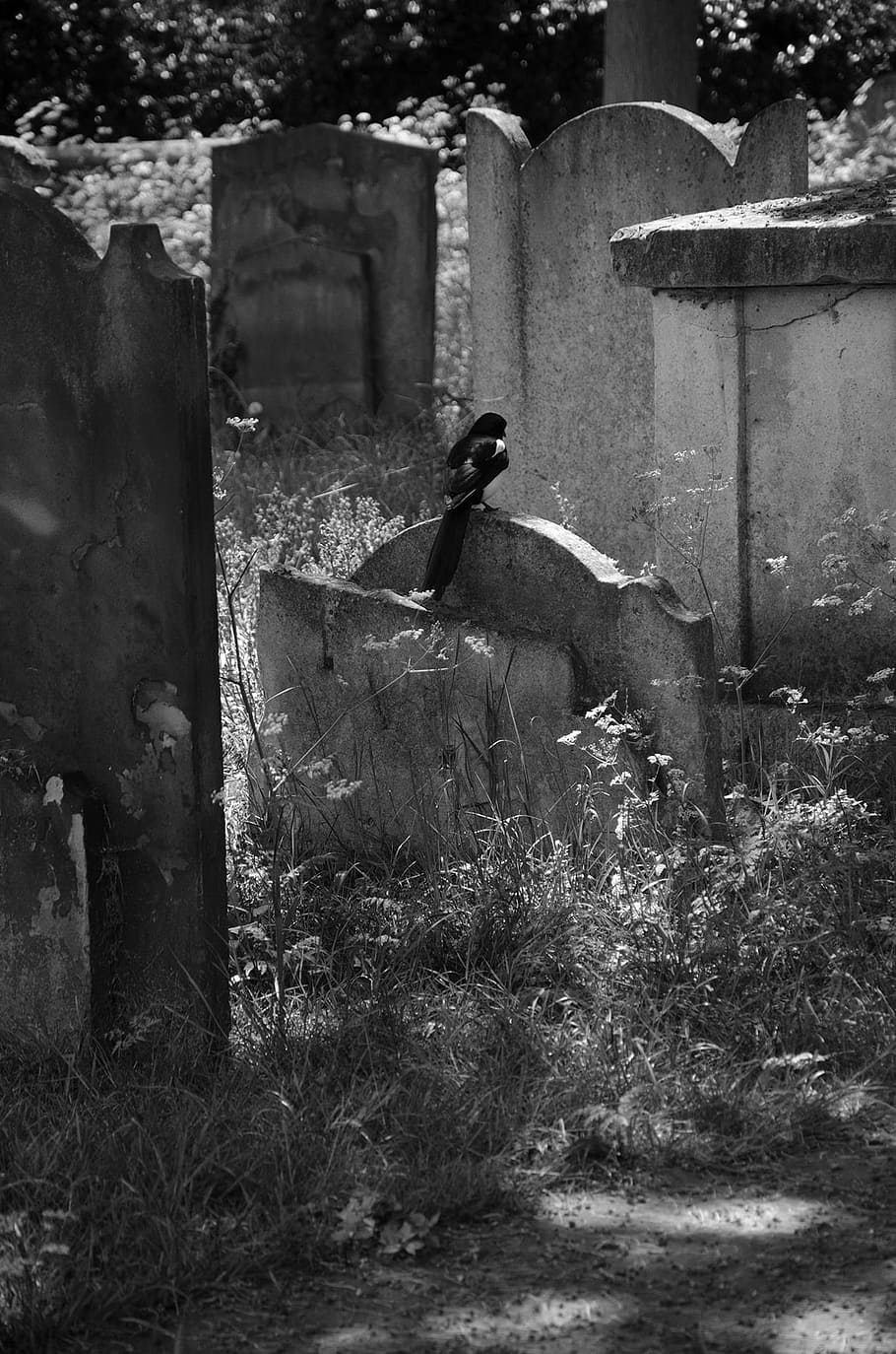 cemetery, magpie, bird, black, creepy, gravestone, graveyard