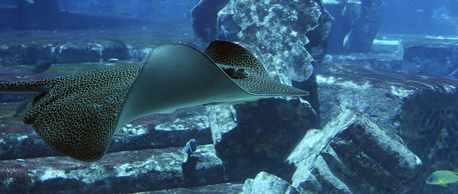 stingray in body of water, rays, underwater, underwater world HD wallpaper
