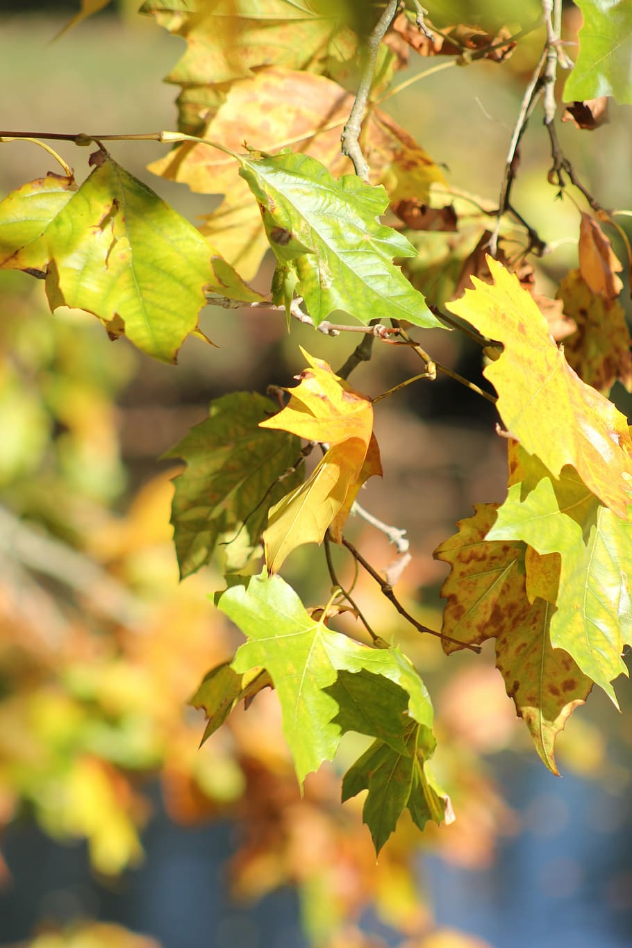 leaves, fall, season, forest, tree, wood, nature, leaf, plant part HD wallpaper