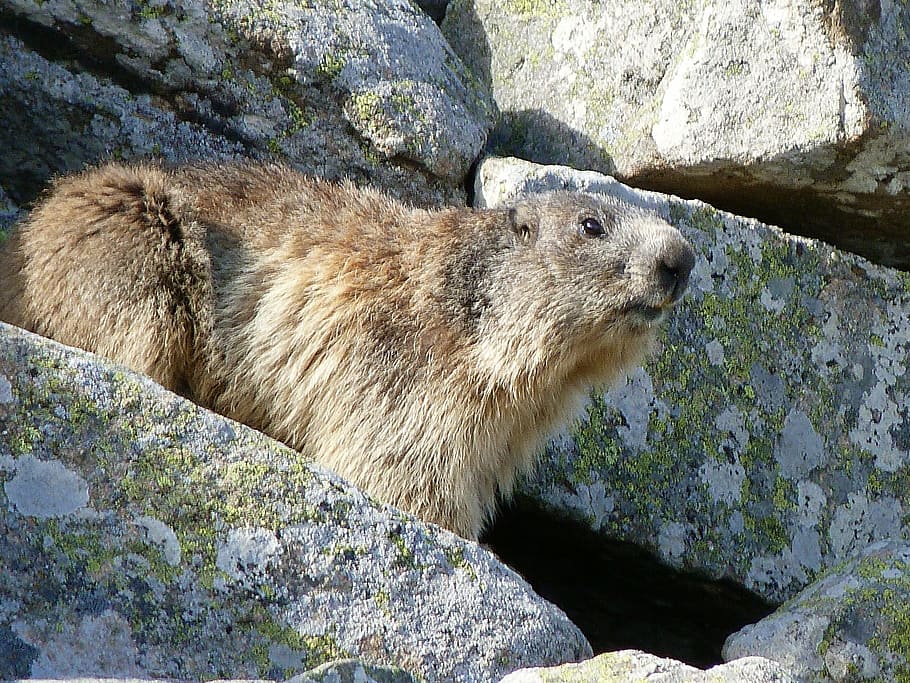 marmot, rodent, herbivore, spring, rocks, alps, watcher, alert HD wallpaper