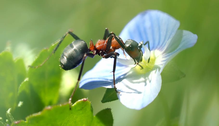 selective macro photography of black and red ant perched on white petaled flower HD wallpaper