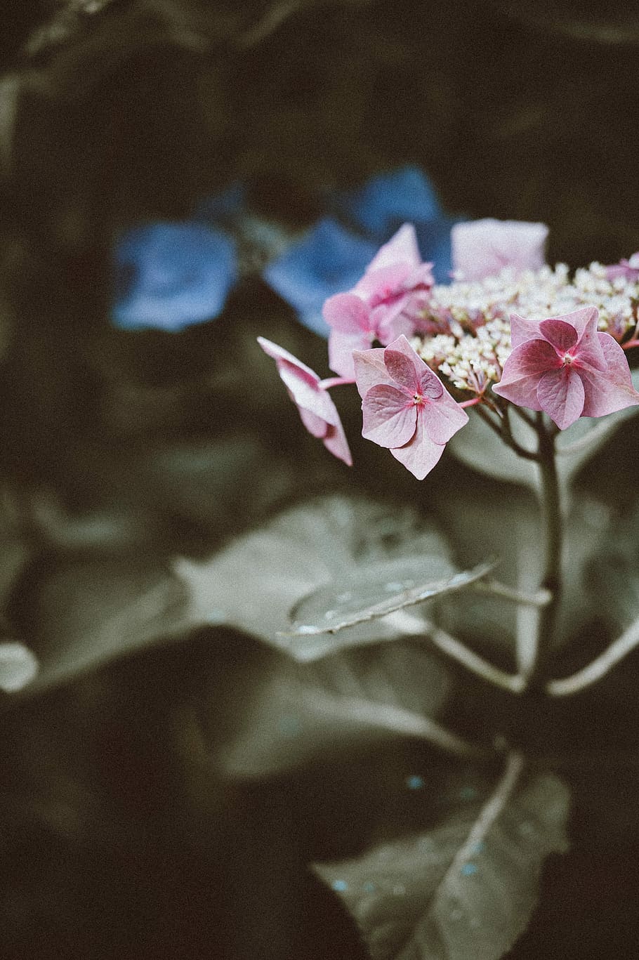 selective focus photography of pink clustered flower, hydrangea HD wallpaper