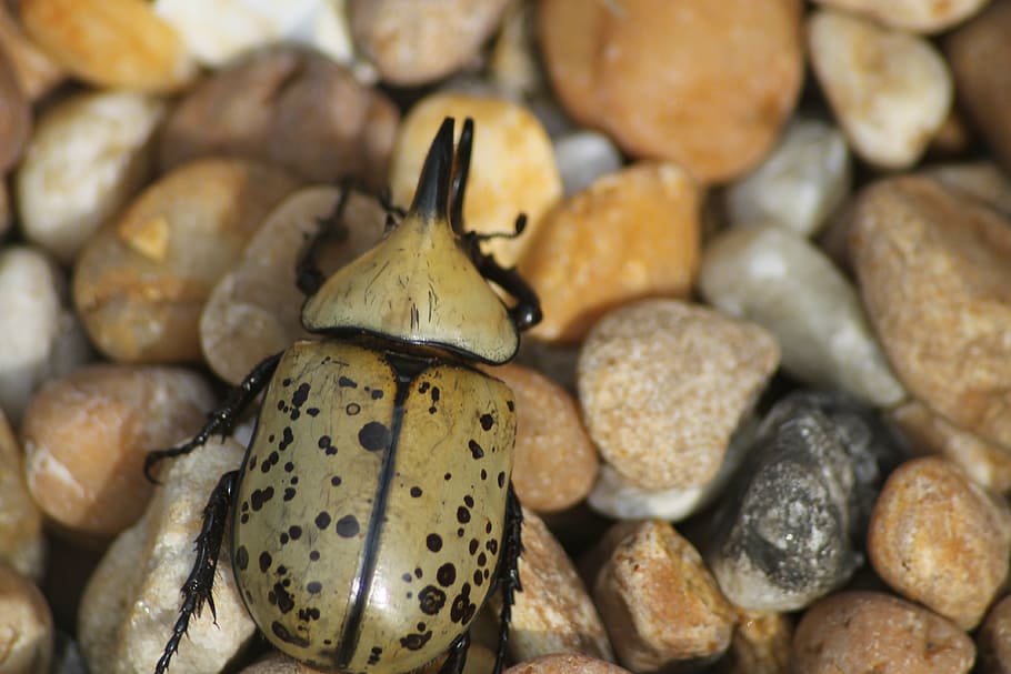 beetle, outdoor, nature, bug, insect, rock, wild, insects, environment HD wallpaper