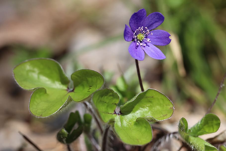 May 2017, Vestfold, blåveis, nature, plant, flower, leaf, green Color HD wallpaper