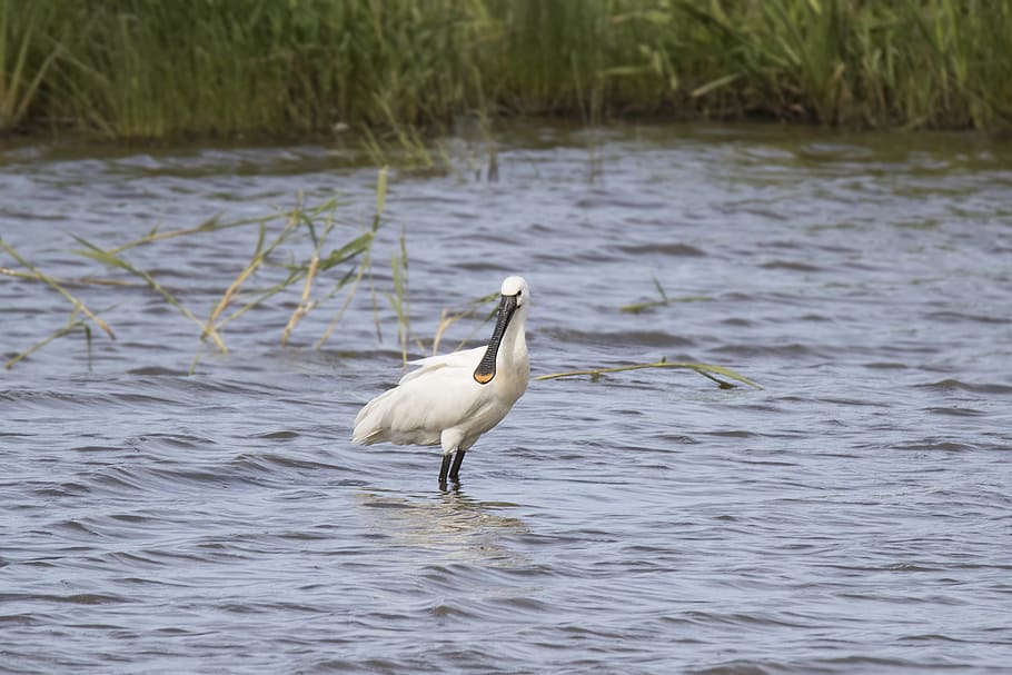 bird, spoonbill, natural, wader, leucorodia, animal, wildlife HD wallpaper