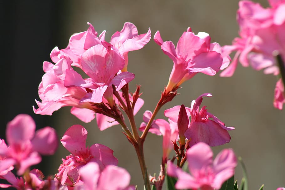Flower, Azalea, Spring, Garden, pink color, plant, nature, growth HD wallpaper