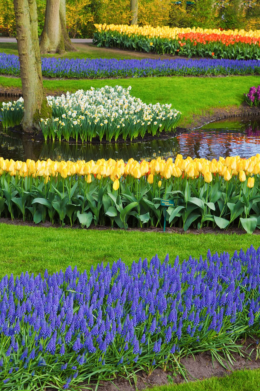 purple grape hyacinths near yellow tulips in front pond, beautiful HD wallpaper