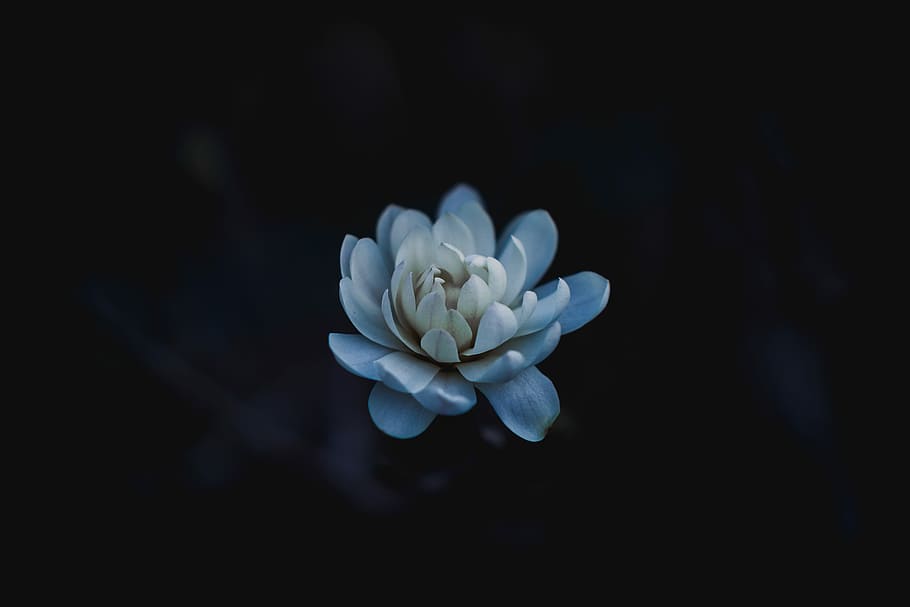 blue flower, closeup photography of blooming white flower, macro HD wallpaper