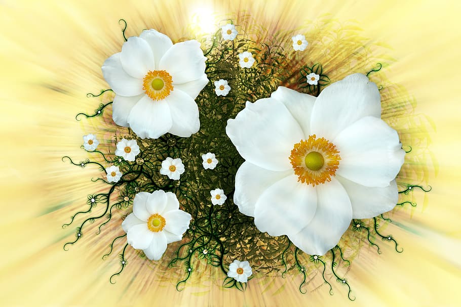 white petaled flowers wallpaper, summer, anemone sylvestris, arrangement, HD wallpaper