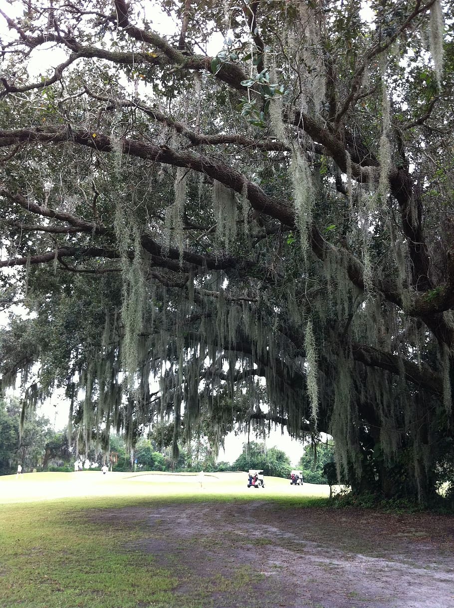 willow tree, park, florida, golf course, nature, green, outdoors HD wallpaper