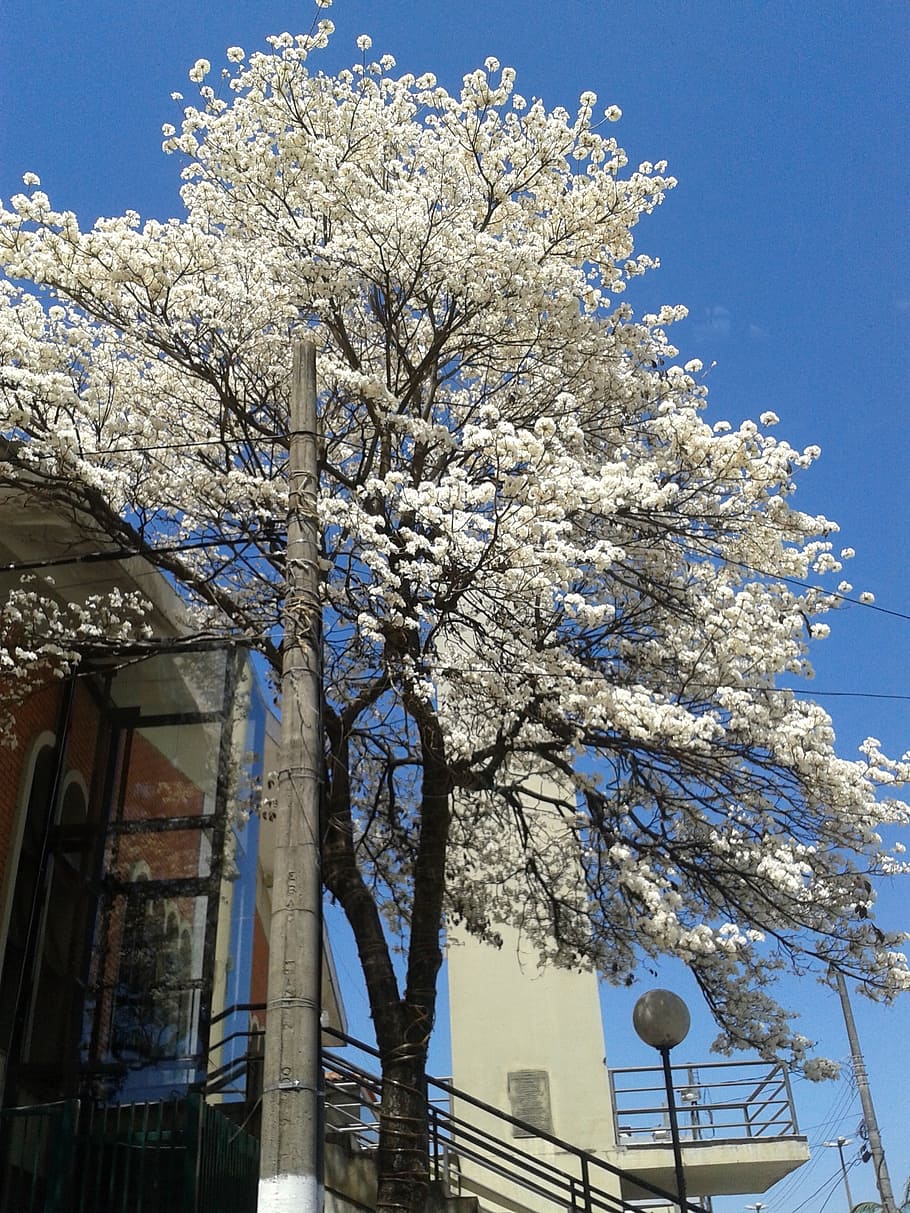 ipê, white, tree, flowers, spring, beautiful, sky, plant, architecture HD wallpaper