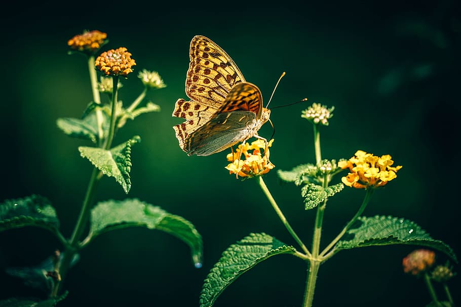 selective focus photography of yellow and brown butterfly perching on yellow petaled flower HD wallpaper