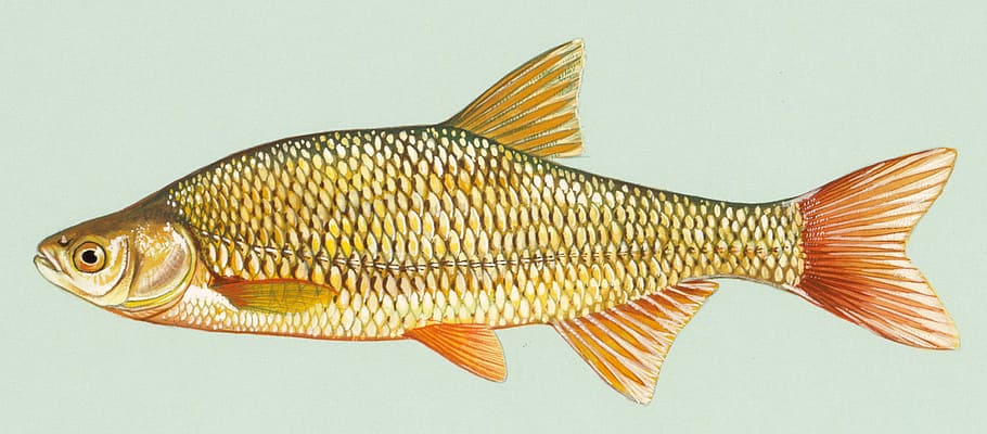 Golden Shiner - Notemigonus crysoleucas, bait fish, drawing, public domain, HD wallpaper